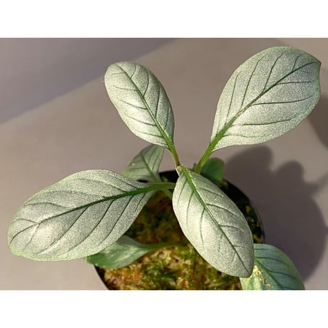 Acanthaceae gen. from Laos [LA]