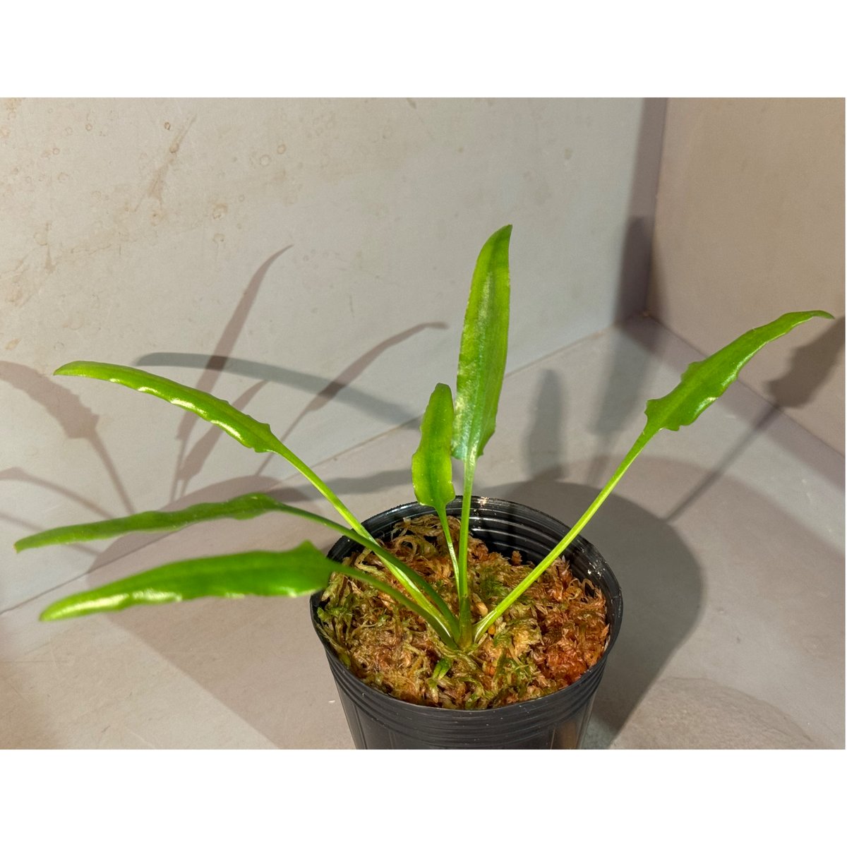 Cryptocoryne ideii from Kualakuyan Kalimantan [