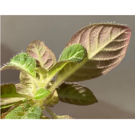 Codonoboea cf. pumilla from Riau sumatera [LA1119-02]