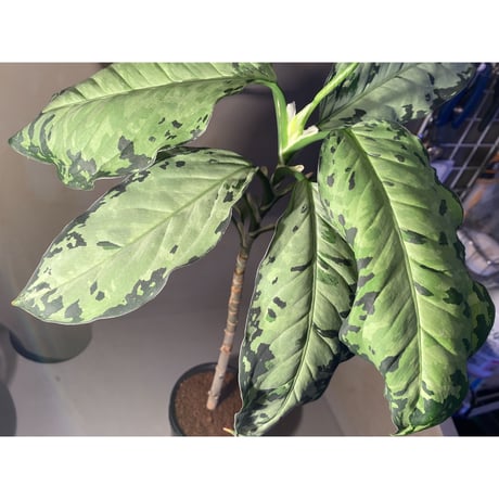 Aglaonema pictum " White-Devil" from Sumatera  Barat [AZ0413-2]