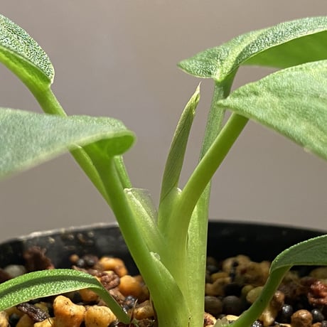 Homalomena sp. 鮫肌C from Aceh Sumatera [LA0816-2]