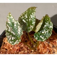 Begonia formosana from Taiwan