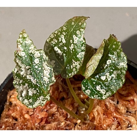 Begonia formosana from Taiwan