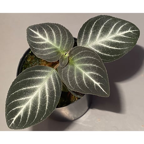 Gesneriaceae gen. from Kalimantan Barat