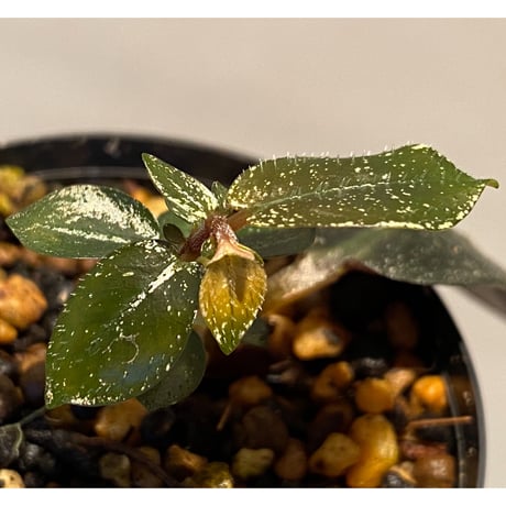 Argostemma hookeri from Malay Peninsula