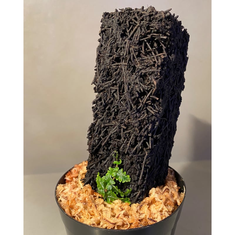 Teratophyllum rotundifoliatum from Payakumbuh s