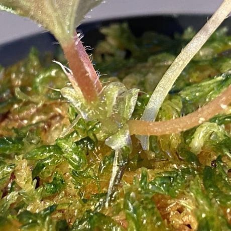 Begonia blancii