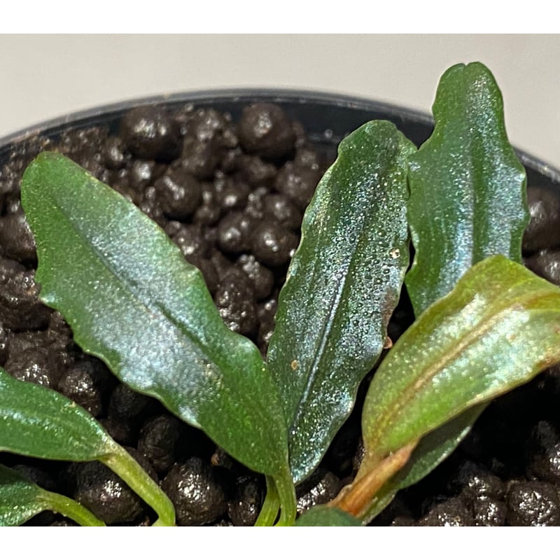 水草 Bucephalandra sp. Black herrykafa 水草 Bucephalandra sp. Black herrykafa Bucephalandra Black