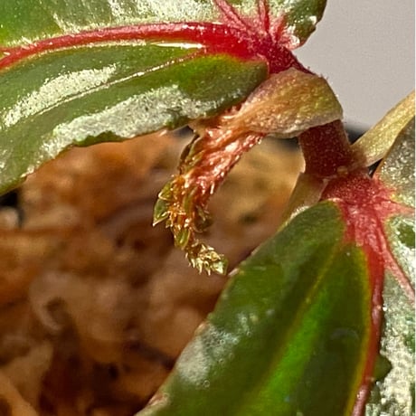 Begonia sp. from Sarawak