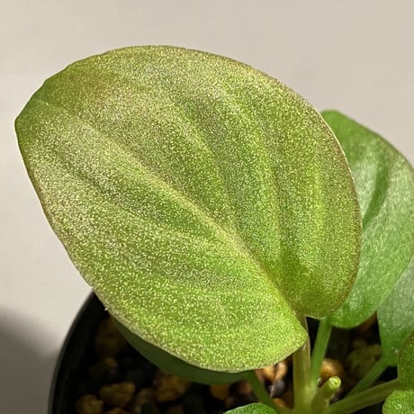 Homalomena sp. from Kapuas hulu