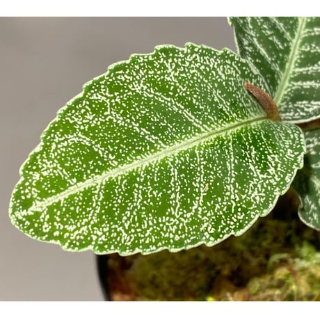 Ardisia sp. from Raub Pahang