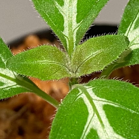 Ruellia devosiana from Brazil