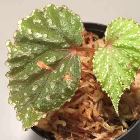 Begonia sp. from Matang [TK160716]