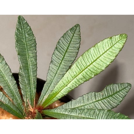 Sauvagesia serrata from West Kalimantan