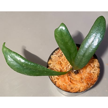 Microsorium steerei