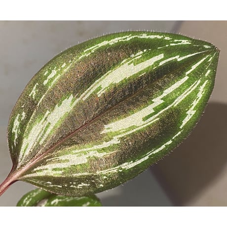Spatholirion sp. from Guangxi