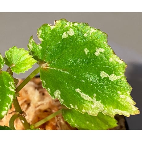 Begonia sp. from North Toraja [S0919-02] STRINGE PLANTS