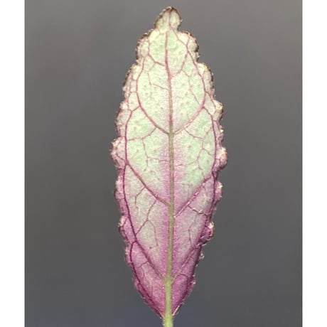 Hemigraphis sp. from Mindanao
