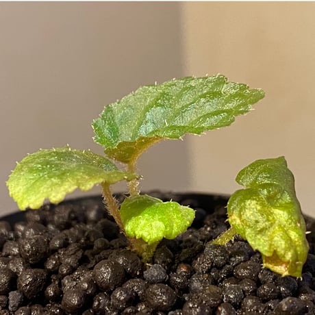 Begonia sp. from Tuyen Quang [YH1117] TK