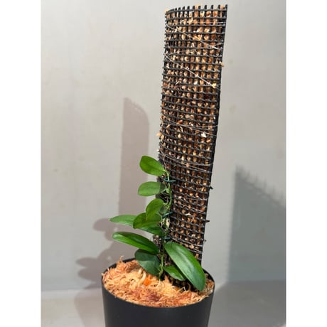 Pothos scandens from Tarat Thailand