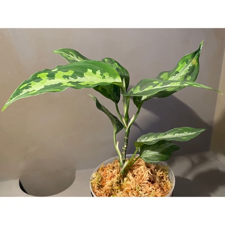 Aglaonema pictum "tricolor"  EUREKA  Pulau Nias  Class 4  AZ