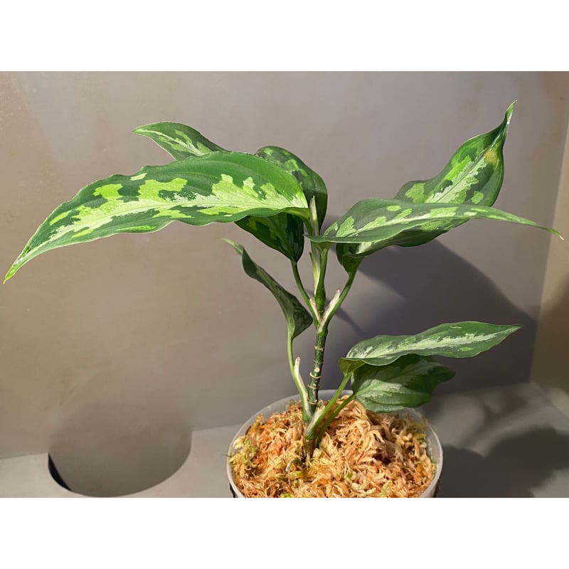 Aglaonema pictum 