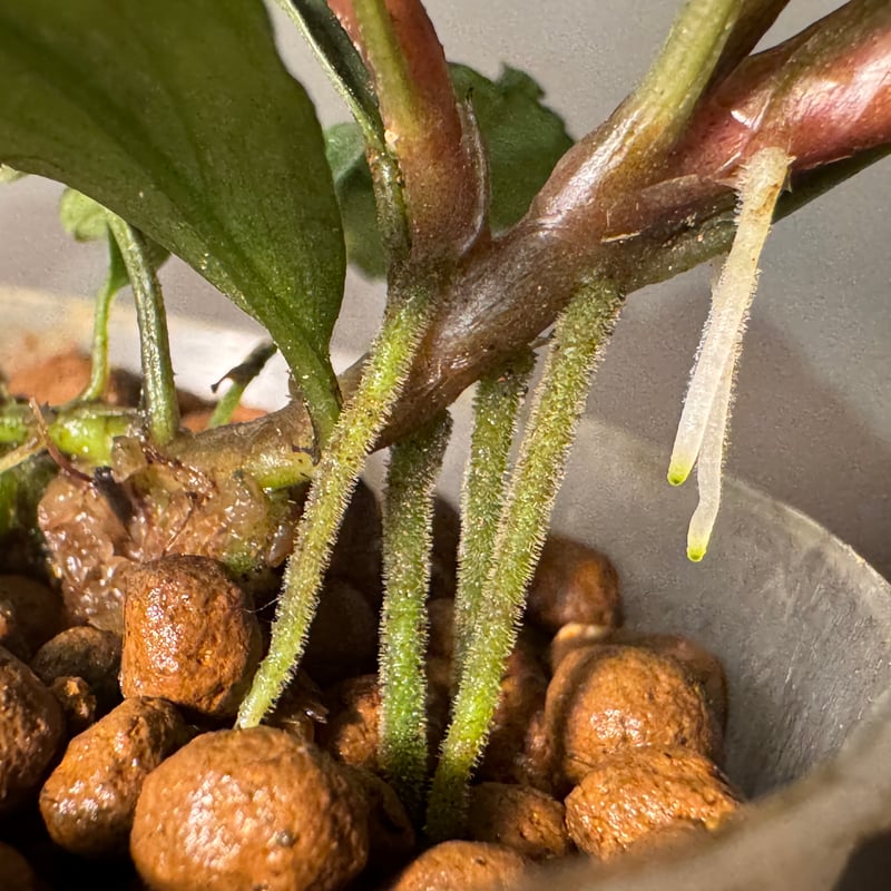 2芽Lサイズ) Bucephalandra sp. from Batu Jato Kpg P