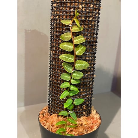 Marcgravia umbellata [Equaflor-A]