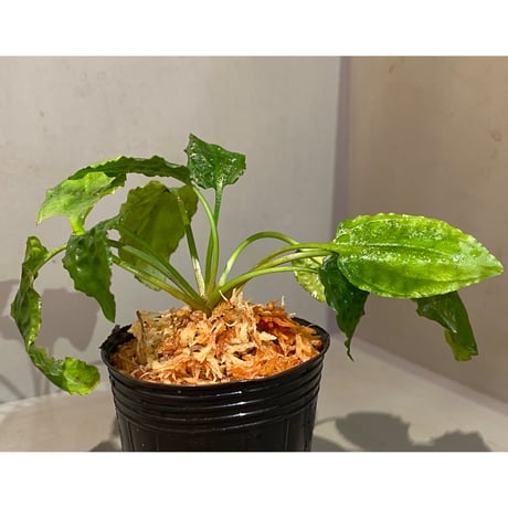 Cryptocoryne minima from Aceh sumatera [出射氏]