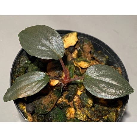 Homalomena sp."赤鉄鉱” from Kepulauan Riau [SGP import] KZT