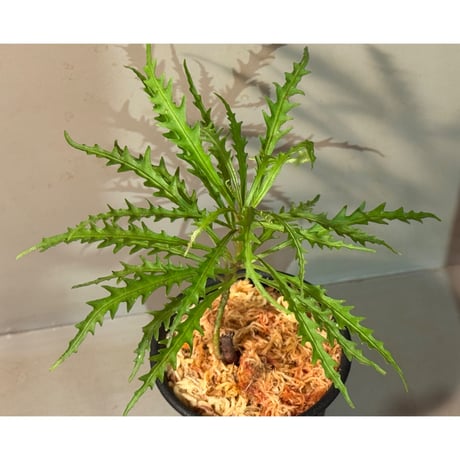 Labisia sp. from Jambi sumatera