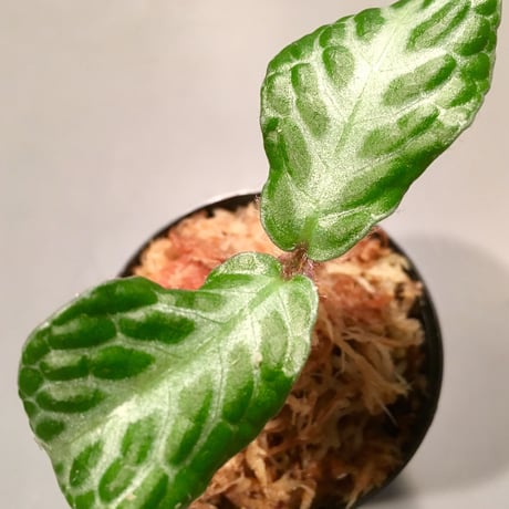 Argostemma sp. from Sulawesi