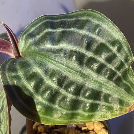 Geogenanthus undatus from Tarapoto Peru [tanakay]