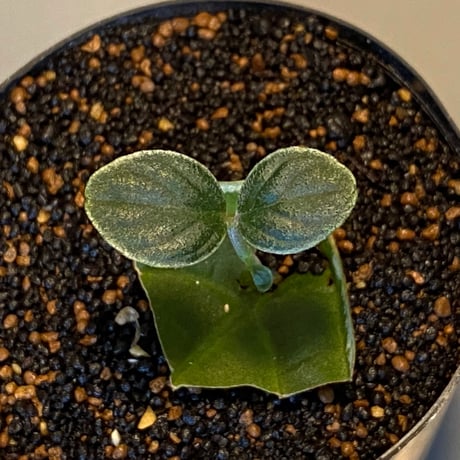 Cosmianthemum bullatum [LA0515-02]