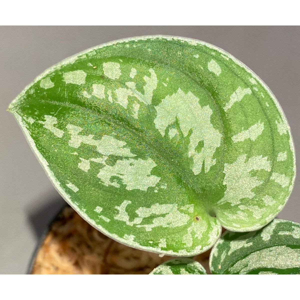 Scindapsus sp. from Kalimantan barat | M・R・G・R Scindapsus sp. from Kalimantan barat | M・R・G・R
