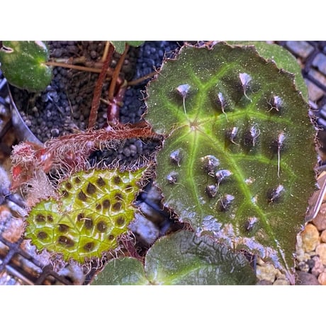 Begonia cf. ferox from Cao Bang [YH040519BK] TK