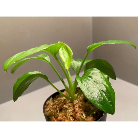 Homalomena sp. from Padang sumatera