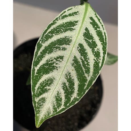 Acanthaceae gen. from Selangor alt 400 [TK050315]