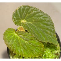 Begonia sp. from Kapuas hulu