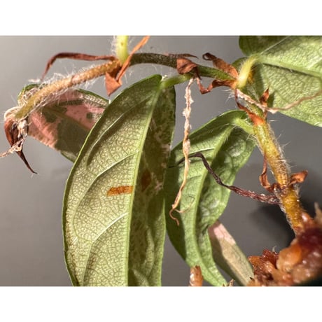 Ficus sp. "Variegated" [Joe&Mom]