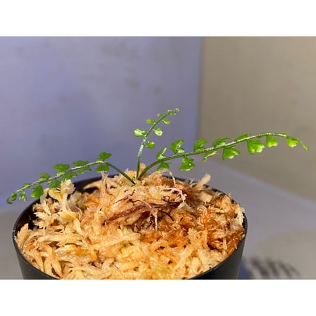 Asplenium quitense from Ecuador 東京ドームらん展購入増殖株 [KSB]