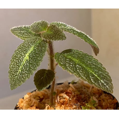 Episcia sp. from Basco Ecuador