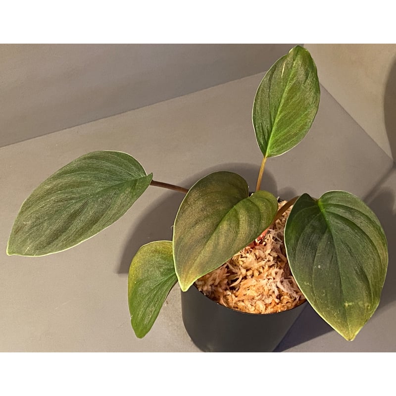 Homalomena sp. from Sekadau [LA] | M・R・G・R