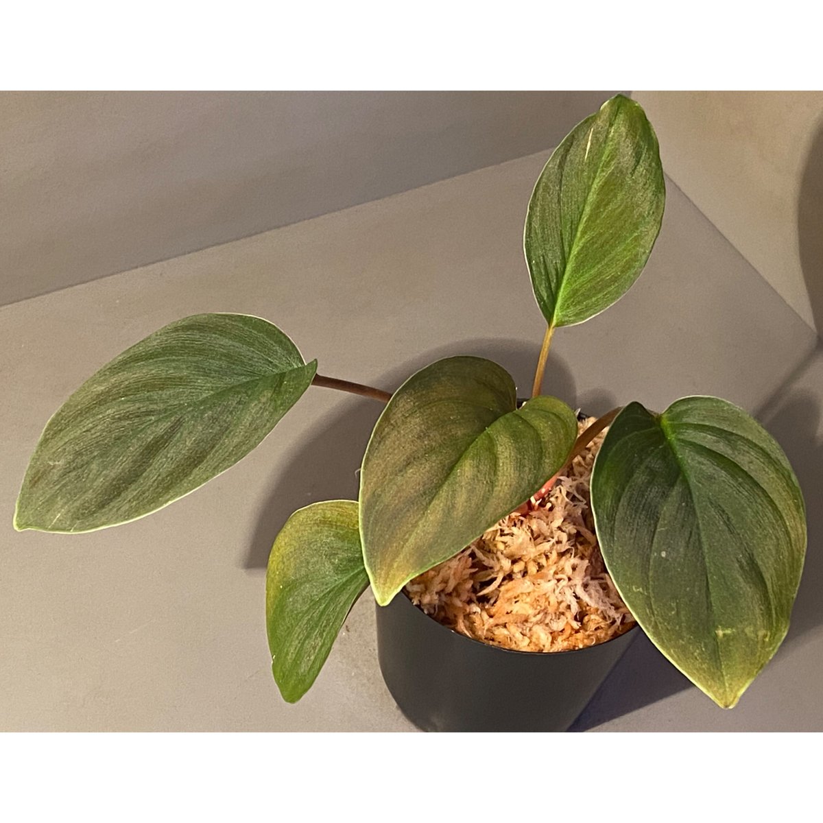 o*n様 Homalomena from Kalimantan ホマロメナ ホマロメナ Homalomena sp.Sekadau Kalimantan Barat – 熱帯植物.com