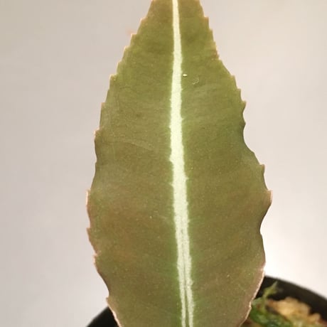 Labisia sp. from Satun Thailand