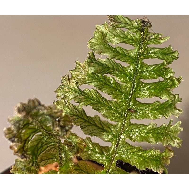 Trichomanes sp. from Iquitos Peru [tanakay] | M
