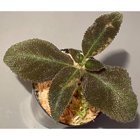 Pearcea schimpfii from Ecuador