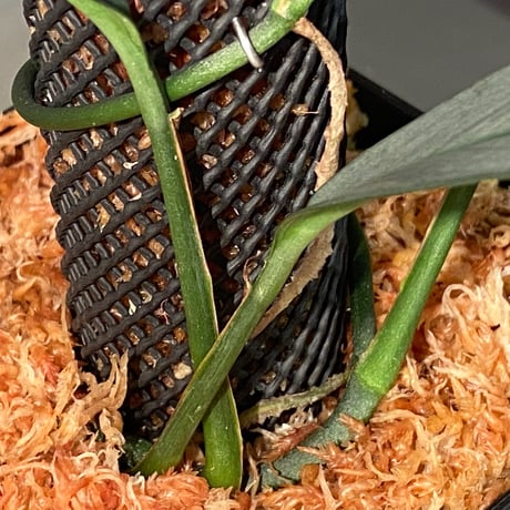 Schismatoglottis sp. "Narrow" from Kpg Lui Muda [AZ0412-3]