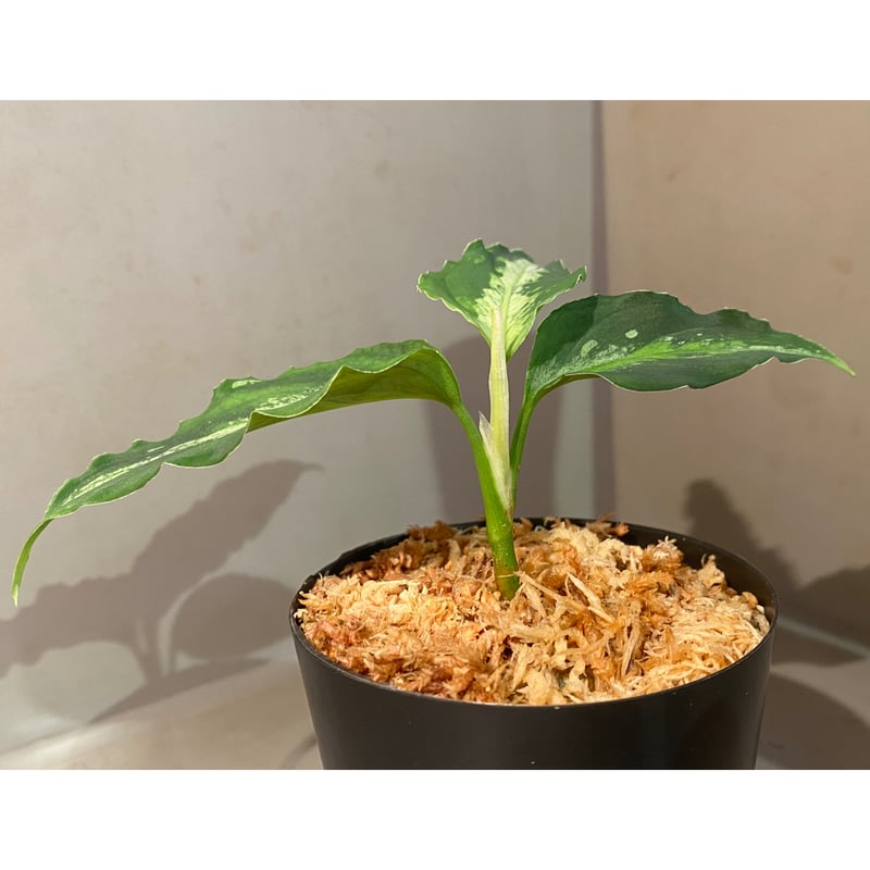 Aglaonema pictum GW1908 プレリュード アグラオネマ TB