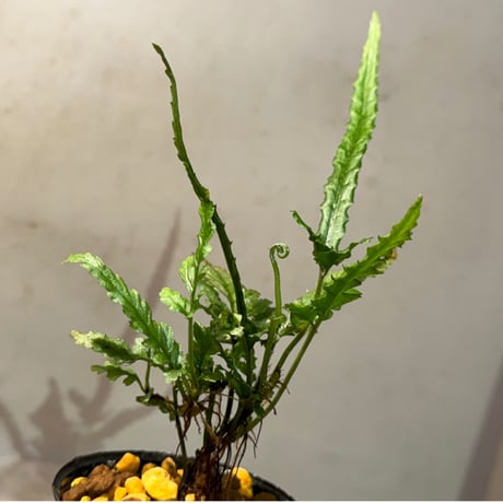 Bolbitis sp. from Siberut [LA 2012年]